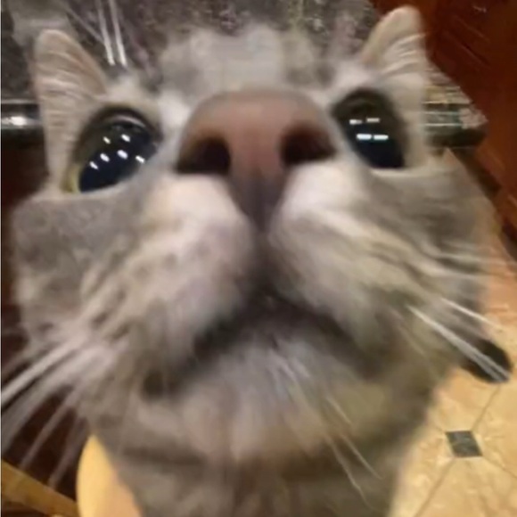 Meet your Posher, Ava - Picture 1 of 1